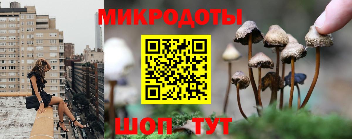 Псилоцибиновые грибы Psilocybe Россия